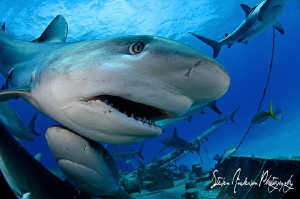 This mage was taken during a shark shoot at Stuart Coves ... by Steven Anderson 